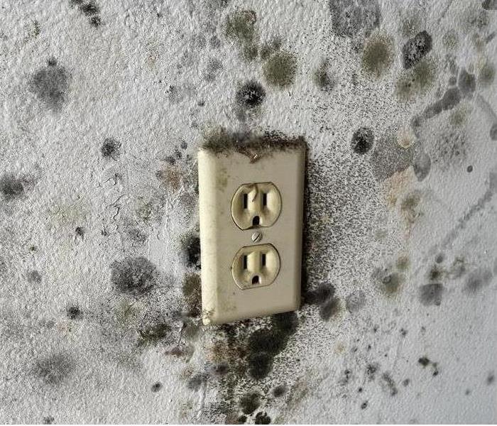 Mold on drywall near an electrical outlet