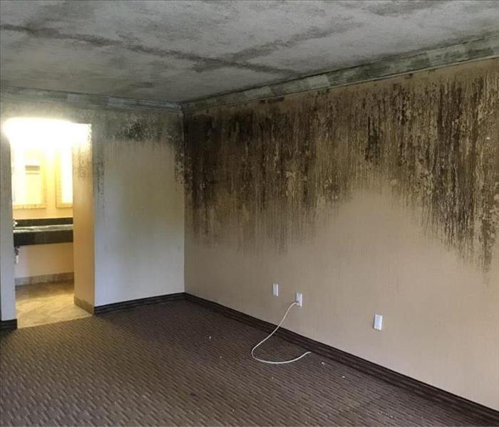 Empty room with mold growth on the walls and ceilings